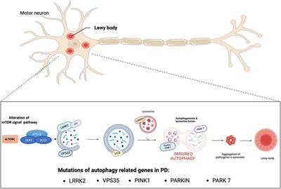 The role of autophagy in Parkinson’s disease: a gender difference overview